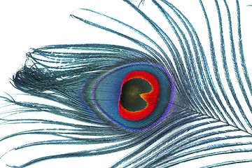 Image showing feather of peacock