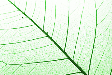 Image showing green leaf background