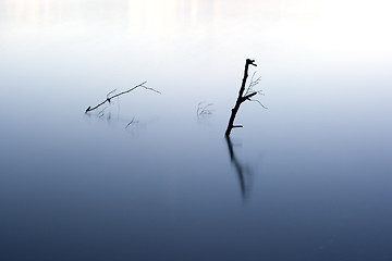 Image showing abstract water plant