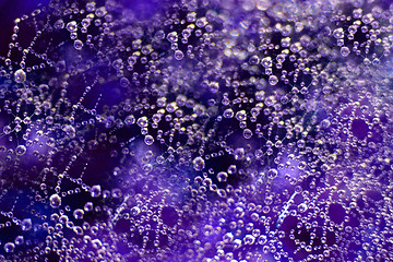 Image showing spider web with water drops 