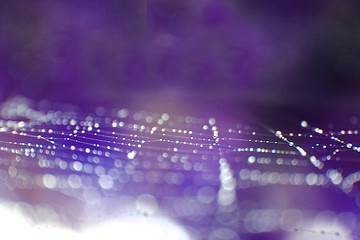 Image showing spider web with water drops 