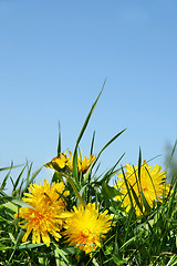 Image showing Yellow dandelions