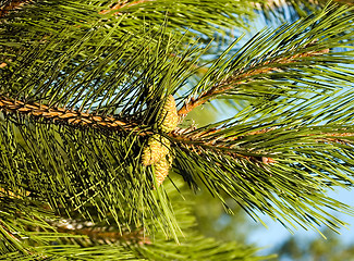 Image showing Pine-tree branch