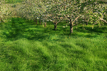 Image showing Apple orchard