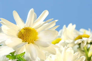 Image showing Daisies against the blue sky