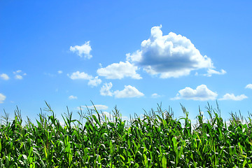 Image showing Field of corn in August