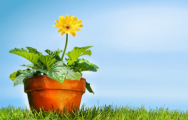 Image showing Flower pot on the grass