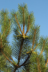 Image showing Pine-tree branch