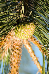 Image showing Pine-tree branch