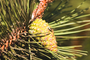 Image showing Pine-tree branch