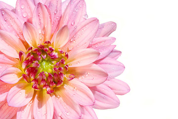 Image showing Pink dahlia flower