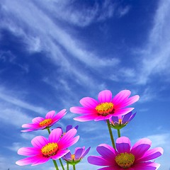 Image showing Beautiful Cosmos Flower against the sky. 3D illustration.