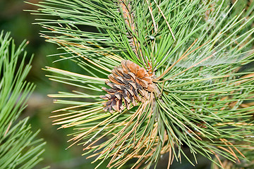 Image showing Pine-tree branch