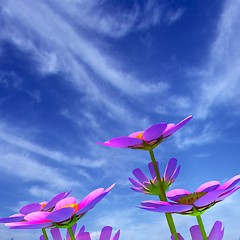 Image showing Beautiful Cosmos Flower against the sky. 3D illustration.