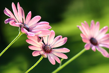Image showing Pink daisies
