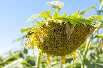 Image showing Natural sunflower in field of sunflowers