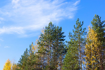 Image showing Autumn forest and skies