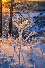 Image showing winter landscape in the forest with the morning sun.