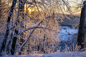 Image showing winter landscape in the forest with the morning sun.