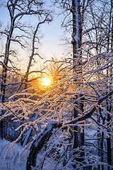 Image showing winter landscape in the forest with the morning sun.