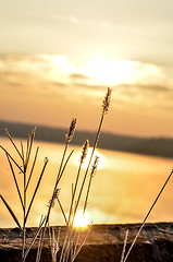 Image showing Dry reed bending over the water. Retro style.