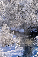 Image showing Winter sunny landscape with river and forest