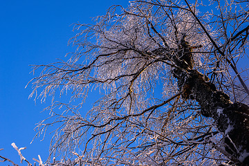 Image showing Crohn's tree in the snow against the blue winter sky