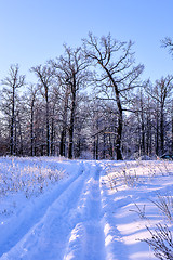 Image showing Winter snowy road in a forest on a clear day