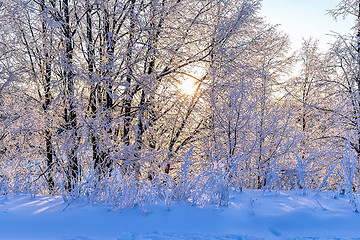 Image showing Bright winter landscape with trees in the forest at sunrise