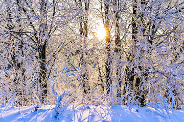 Image showing Bright winter landscape with trees in the forest at sunrise