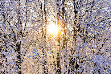 Image showing Bright winter landscape with trees in the forest at sunrise