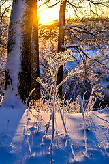 Image showing Winter landscape with a beautiful sunset in the forest