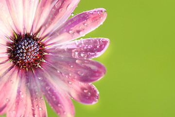 Image showing Pink daisy against green