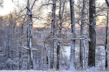 Image showing Bright winter landscape with trees in the forest at sunrise