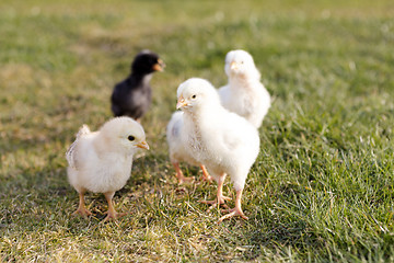 Image showing Newborn chicken on a meadow