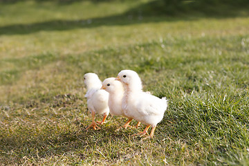 Image showing Young chicken on a meadow