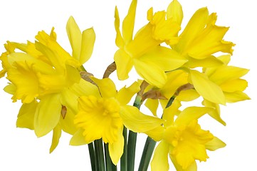 Image showing Daffodils