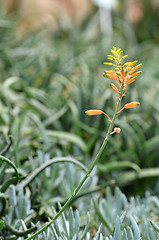 Image showing Yellow Succulent flower