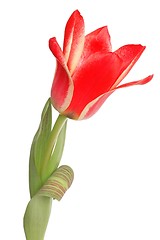 Image showing Red Tulip