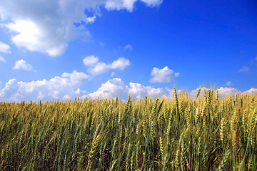 Image showing Field of wheat