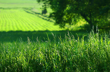 Image showing Summer fields of green