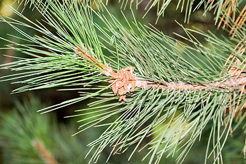 Image showing Pine-tree branch