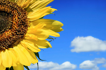 Image showing Sunflower