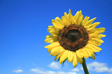 Image showing Sunflower and sky