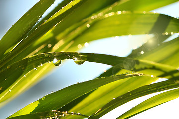 Image showing Tall grass in the sun