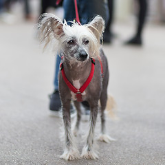 Image showing Chinese Crested Dog, Canis lupus familiaris, on a leash.