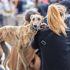 Image showing Italian Greyhound dog with his female owner.