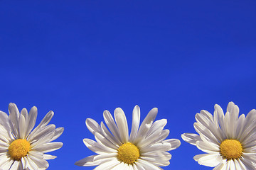 Image showing Three daisies