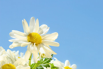 Image showing Daisies in  the sun