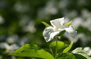 Image showing Wild trillium flower